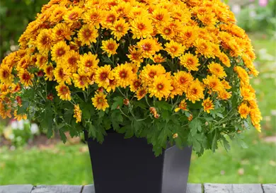 Perfectas para atraer la buena suerte Perfectas para atraer la buena suerte