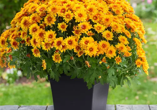 Perfectas para atraer la buena suerte