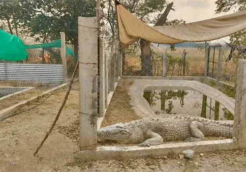 Incendio daña centro de rescate animal