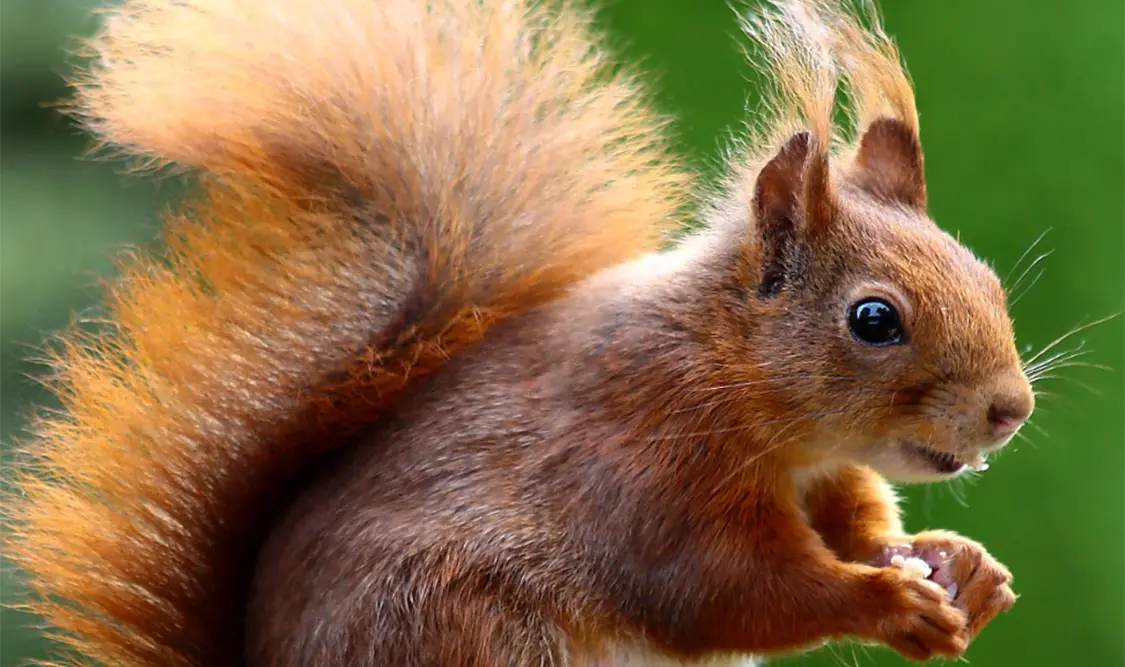 Pequeñas guardianas del bosque