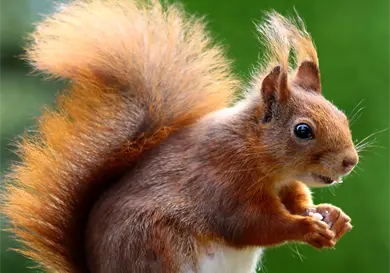 Pequeñas guardianas del bosque Pequeñas guardianas del bosque