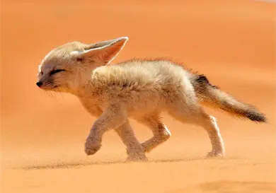 El pequeño gigante del desierto