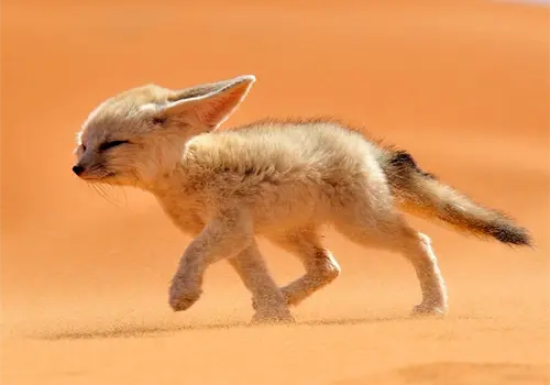 El pequeño gigante del desierto El pequeño gigante del desierto