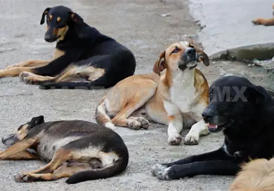 Exigen castigos por envenenamiento de perros y gatos