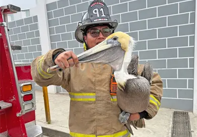 Localizan a pelícanos en zona indígena