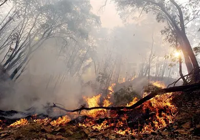 Se han documentado casi 5 mil hectáreas quemadas