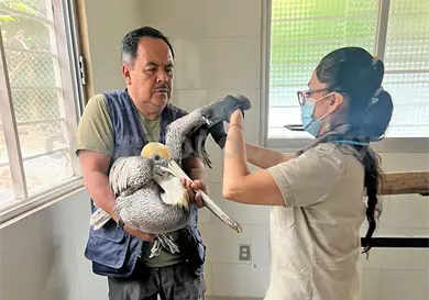 Pelícanos, perdidos por calentamiento global