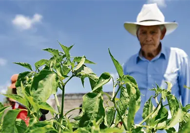 México importa más granos y oleaginosas México importa más granos y oleaginosas