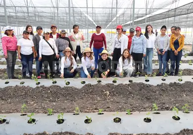 Trasplantarán 29 mil plantas de chile habanero