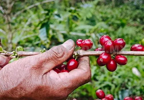 Café, la nueva economía de sustento estatal