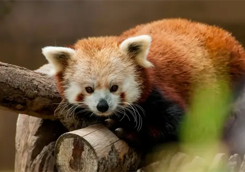 El guardián de los bosques asiáticos