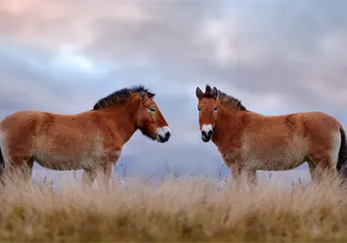 Los caballos pueden oler el miedo