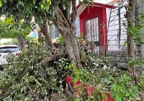 Denuncian derribo de árbol adulto en Laguitos