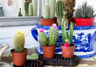 Cómo colocar las plantas en casa