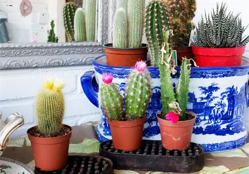 Cómo colocar las plantas en casa