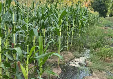 Productores de maíz sin los apoyos prometidos