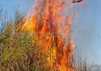 Chiapas reporta mil 160 incendios en lo que va del año