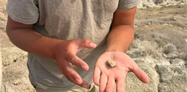 Hallan fósil más pequeño de Sudamérica