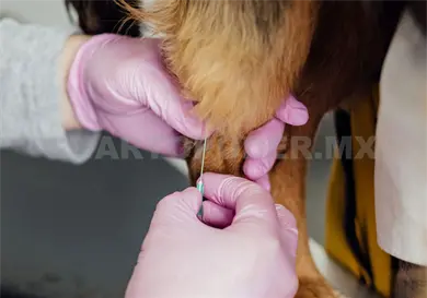 Habrá jornada masiva para vacunar mascotas