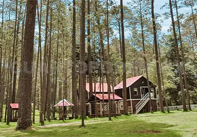 Se ha perdido 43 % de bosques en los últimos 50 años
