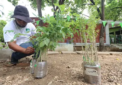 Prepara Conafor donación de árboles