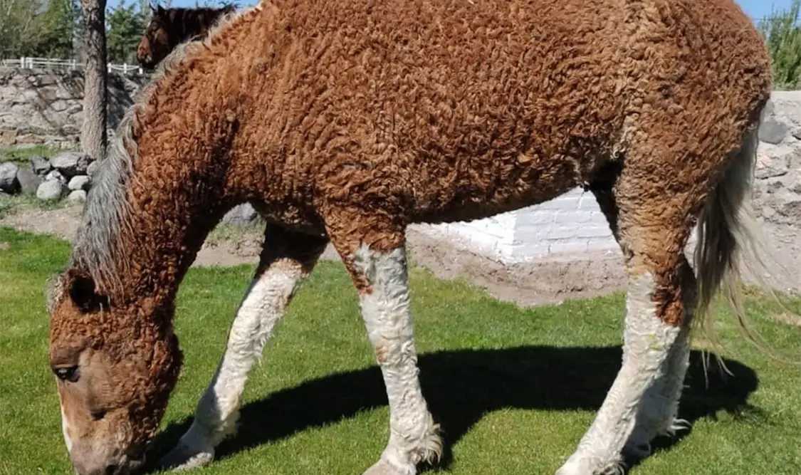 Conoce a los caballos de pelaje rizado