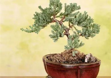 Un toque de naturaleza en tu cocina