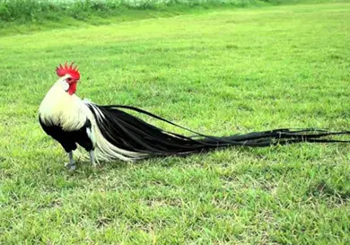 Conoce a los gallos con colas de 8 metros