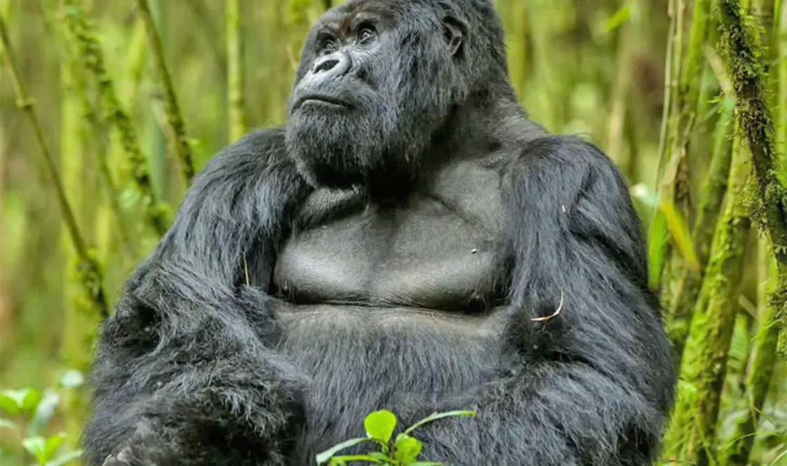 El gigante que sorprende al mundo