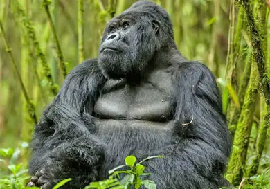 El gigante que sorprende al mundo