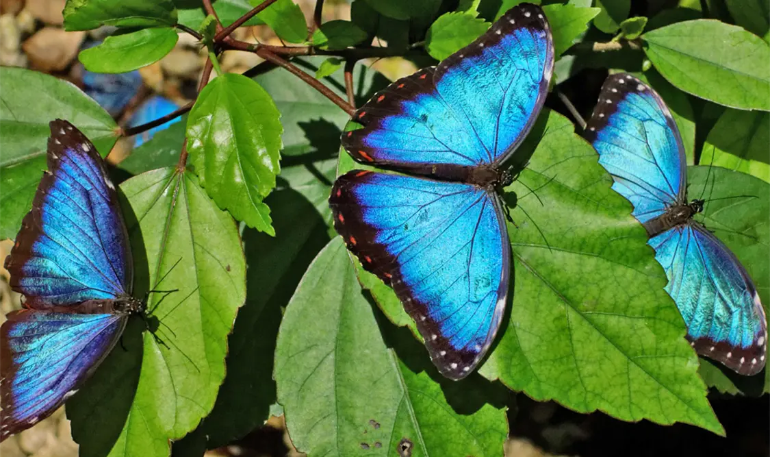 Deforestación afecta a las mariposas