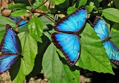 Deforestación afecta a las mariposas