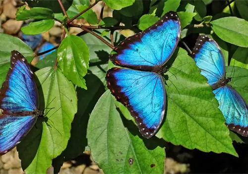 Deforestación afecta a las mariposas