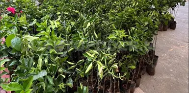 Realizan proyecto de producci&oacute;n de hortalizas