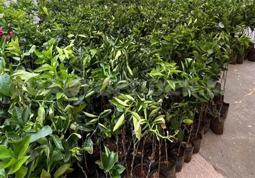 Realizan proyecto de producción de hortalizas Realizan proyecto de producción de hortalizas