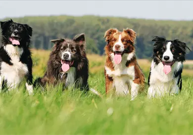 Conoce la raza de perro más inteligente