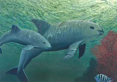 El gigante pacífico de los mares tropicales