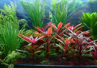 Resistentes y bonitas para decorar el acuario