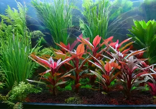 Resistentes y bonitas para decorar el acuario