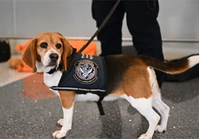 Identifica brigada Beagle mercancías prohibidas