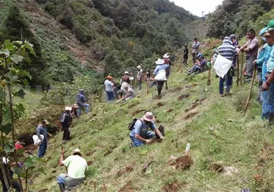 Realizarán XIX campaña anual de reforestación