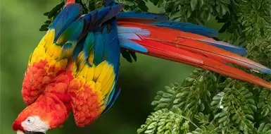 Guacamaya roja: la joya alada de la selva