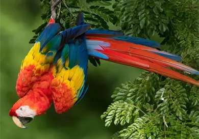 Guacamaya roja: la joya alada de la selva
