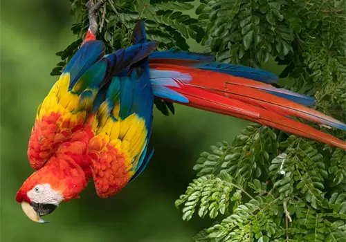 Guacamaya roja: la joya alada de la selva