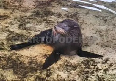 Brindan atención a lobo marino varado en Mazatán