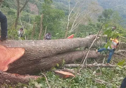 Fallece al caerle un árbol cuando trabajaba