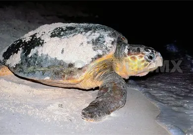 Llama la Conanp a proteger a las tortugas