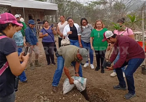 Urge reforestación en áreas de la zona Metropolitana