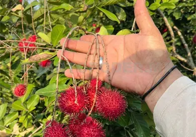 Plaga amenaza 10 mil hectáreas de rambután