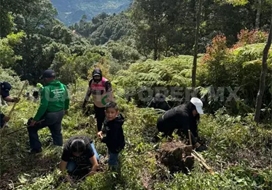 Celebrarán Día del Padre sembrando árboles